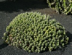 Le jardin des cactus de Lanzarote