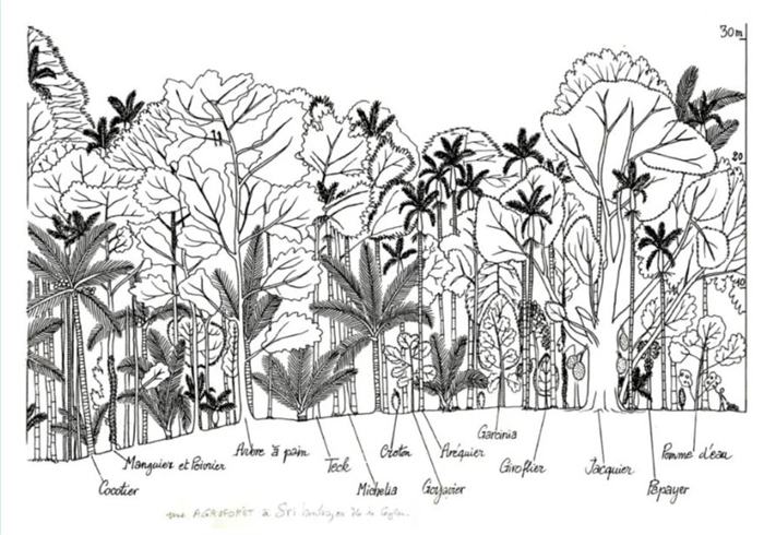 Francis Hallé, arbres d’ici et d’ailleurs